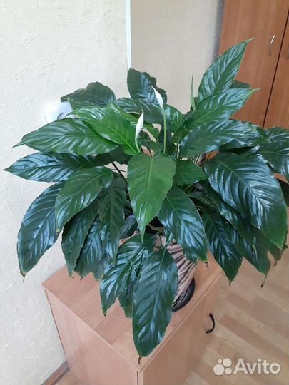 Спатифиллум