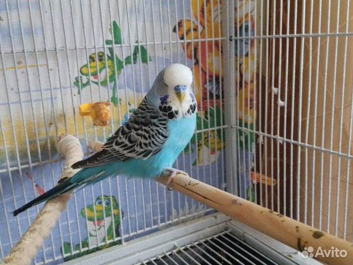 Волнистые попугаи чехи