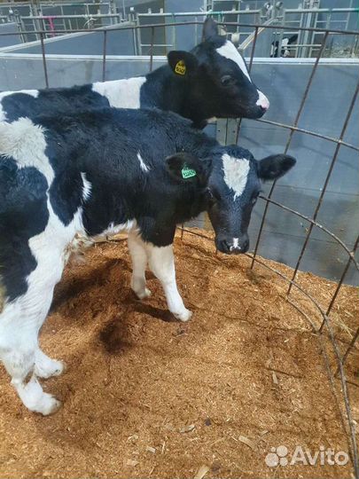 Бык и телка