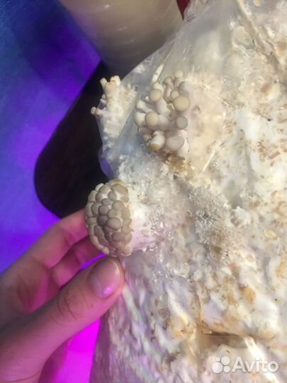 Мицелий вешенки