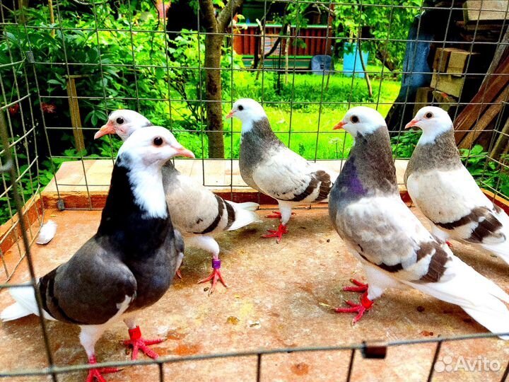 Голуби