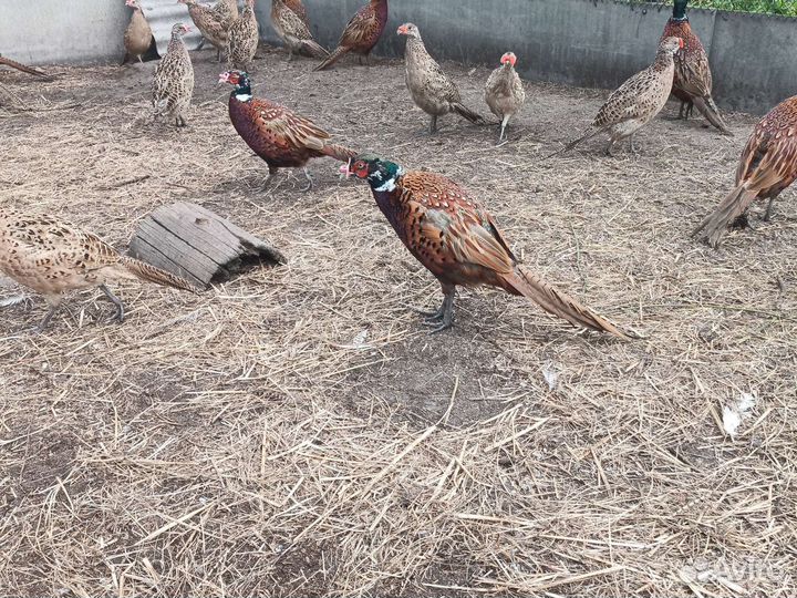 Фазан охотничий