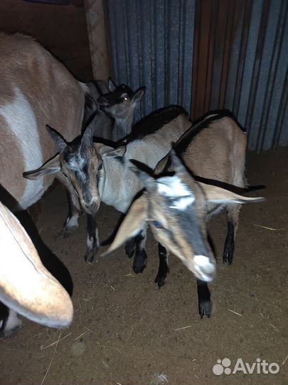 Козлята