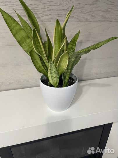 Сансевиерияи филадендрон