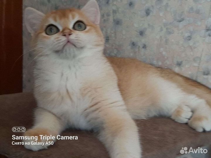 Золотой котик