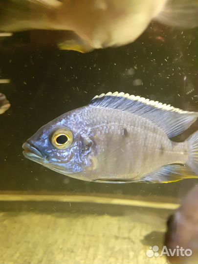 Солнечный окунь. Рыба малавия, виктория