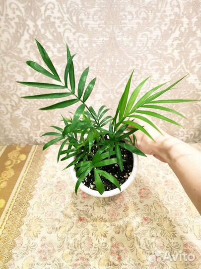 Тростниковая пальма Хамедорея