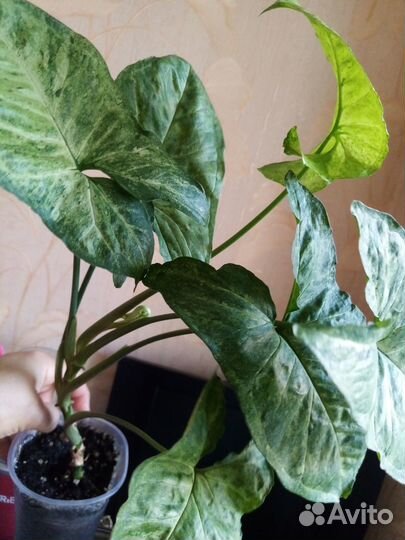 Сингониумы,сциндапсусы,филодендроны