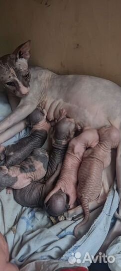 Канадский сфинкс котята