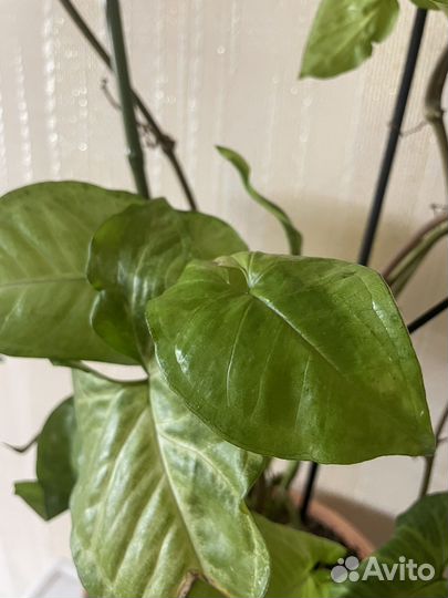 Сингониум с горшком