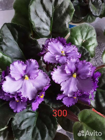 Сортовые цветущие фиалки(сенполии)