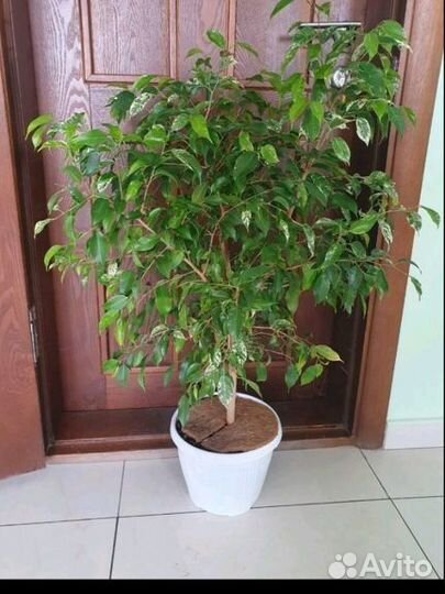 Сортовые фикусы срезы