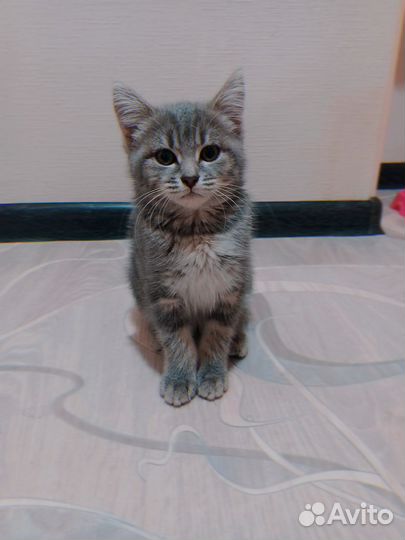 Британская кошечка