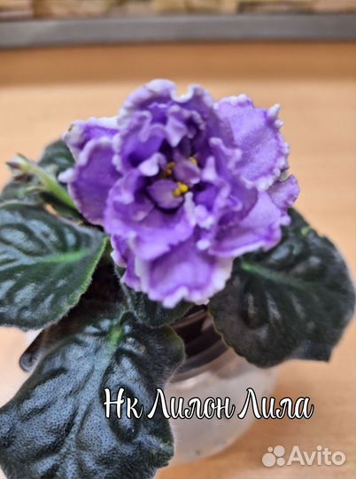 Фиалки сортовые