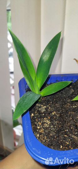 Пальма юкка