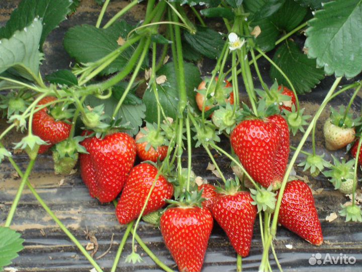 Клубника кассетная рассада под заказ