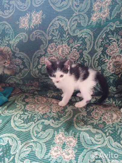 Котенок в дар бесплатно