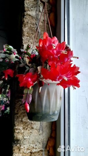 Эпифиллумы, Шлюмбергеры, Рипсалидопсис см. текст