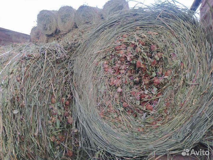 Разнотравье