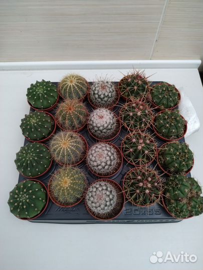 Суккуленты и кактусы