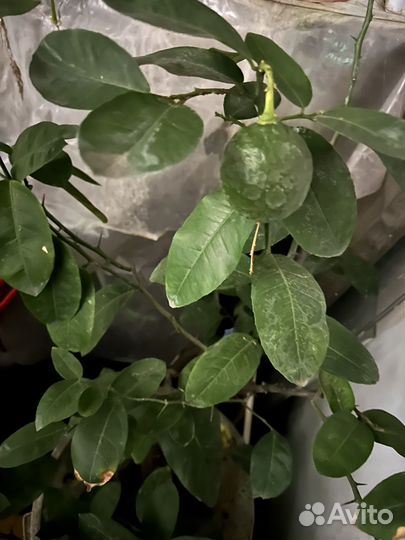 Лимонное дерево с плодами