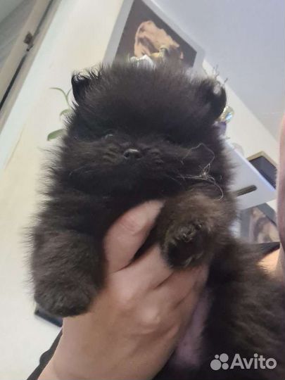 Померанский шпиц черный