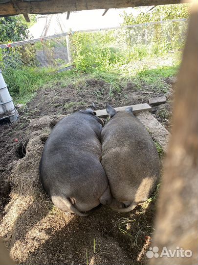 Свежая свинина