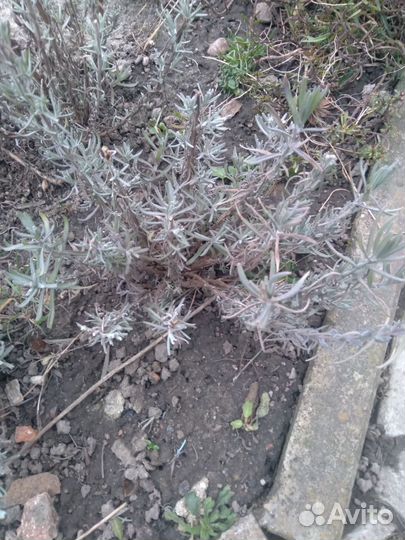 Лаванда саженцы