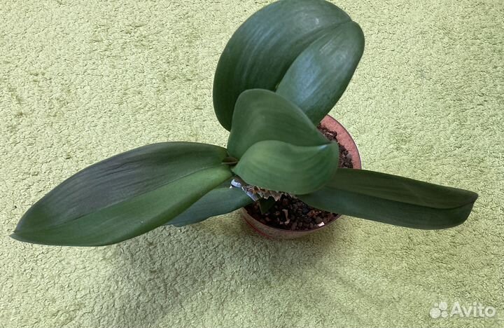 Орхидея в горшке