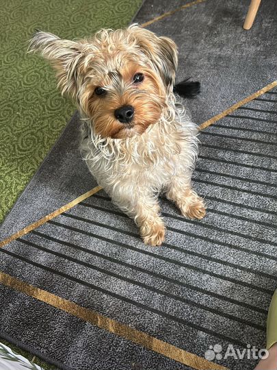 Случка собак