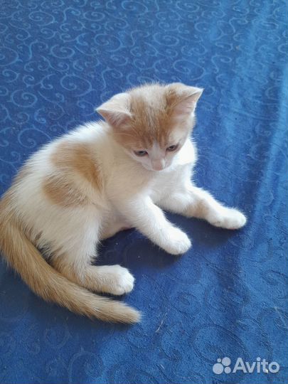 Очаровательные котята в добрые руки