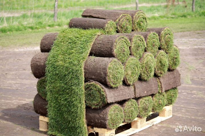 Газон рулонный мятлик