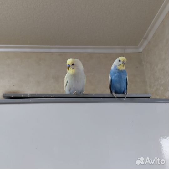 Волнистый попугай