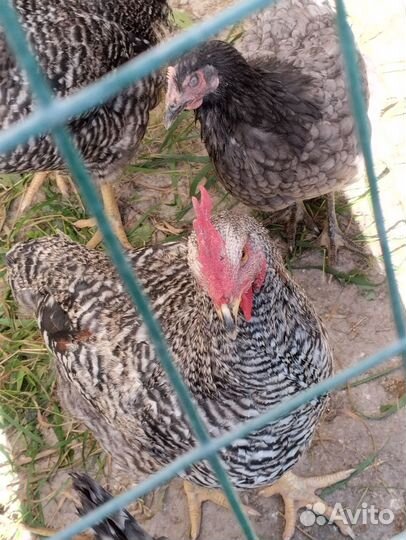 Петушки доминант 6 месяцев