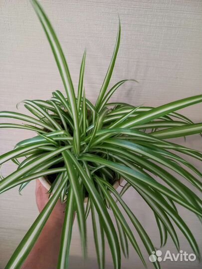 Хлорофитум