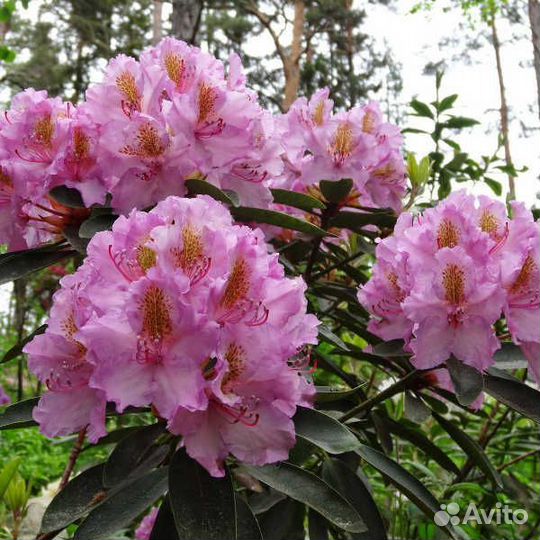 Рододендроны в ассортименте