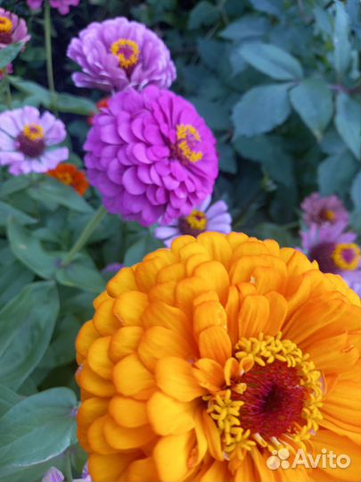 Томаты домашние