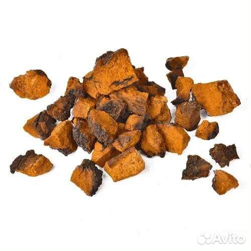 Березовый гриб чага