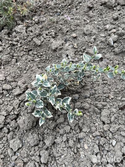 Комнатные и домашние растения