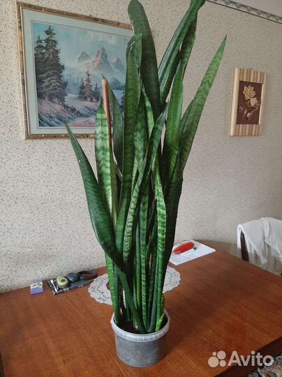 Сансевиерия