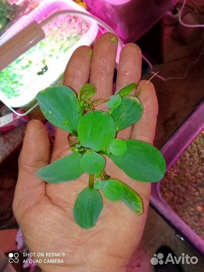 Растения пистия