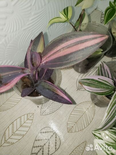 Традесканции