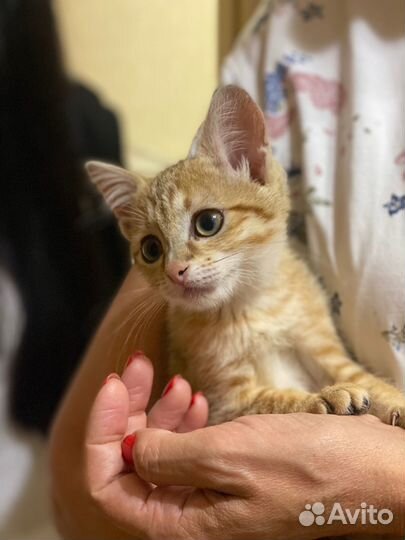 Рыжий котенок