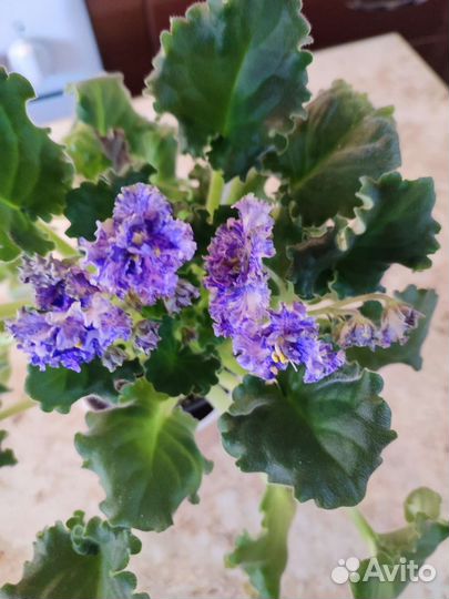 Детки сортовых фиалок, список в объявлении