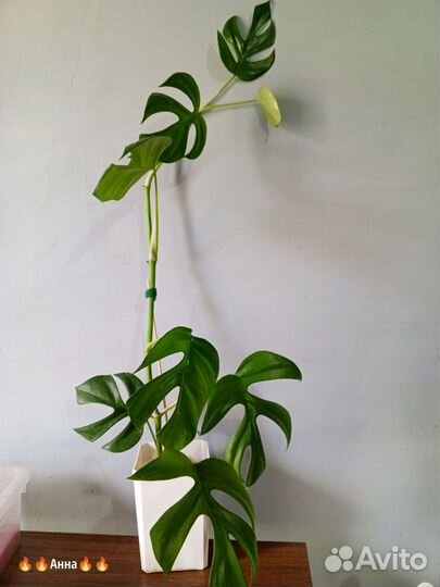 Филодендрон, сциндапсус, монстера, хомаломена