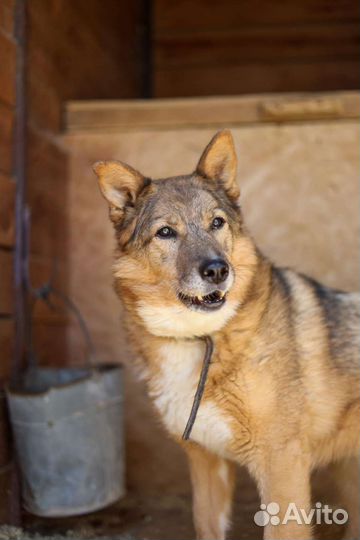 Марта из приюта Некрасовка