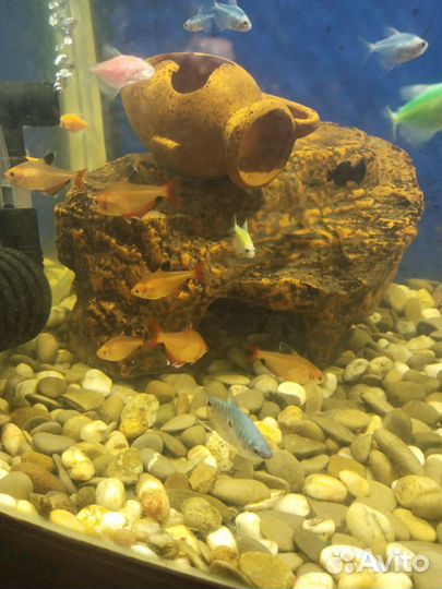 Аквариумные рыбки