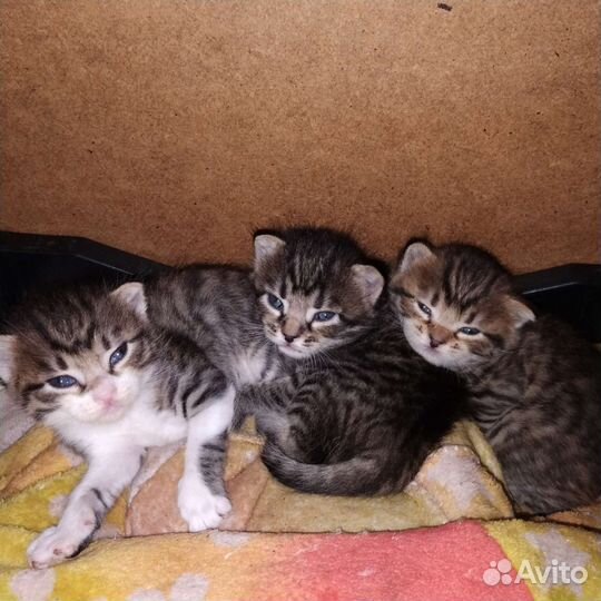 В добрые руки