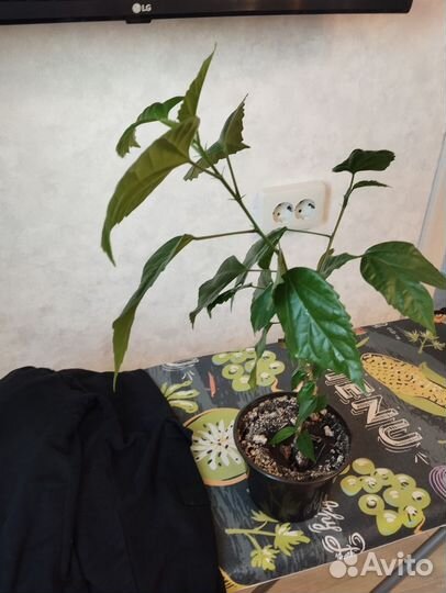 Гибискус китайская роза