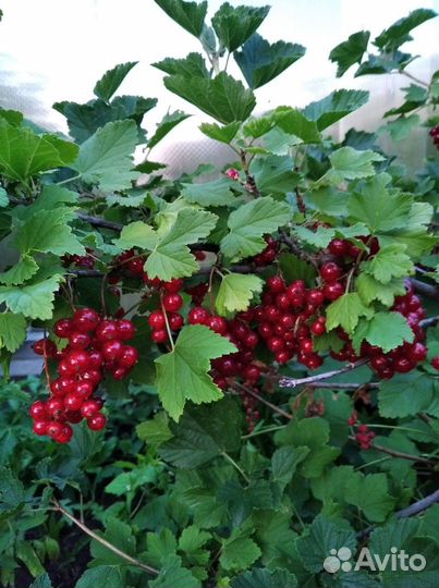 Красная смородина